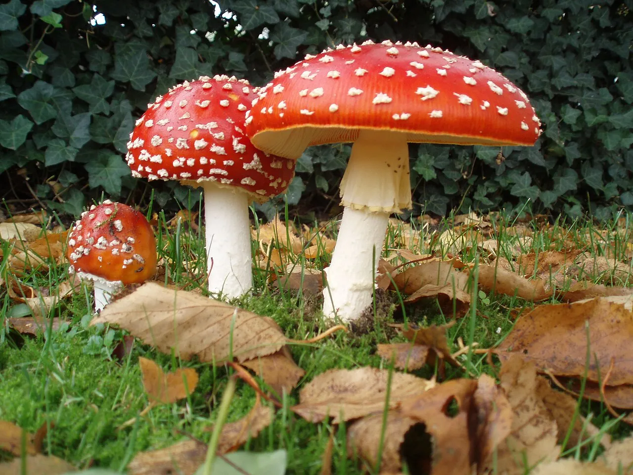Drie vliegenzwammen met rode hoeden vol witte vlokken en witte stelen met een ring, in het gras tussen afgevallen bladeren